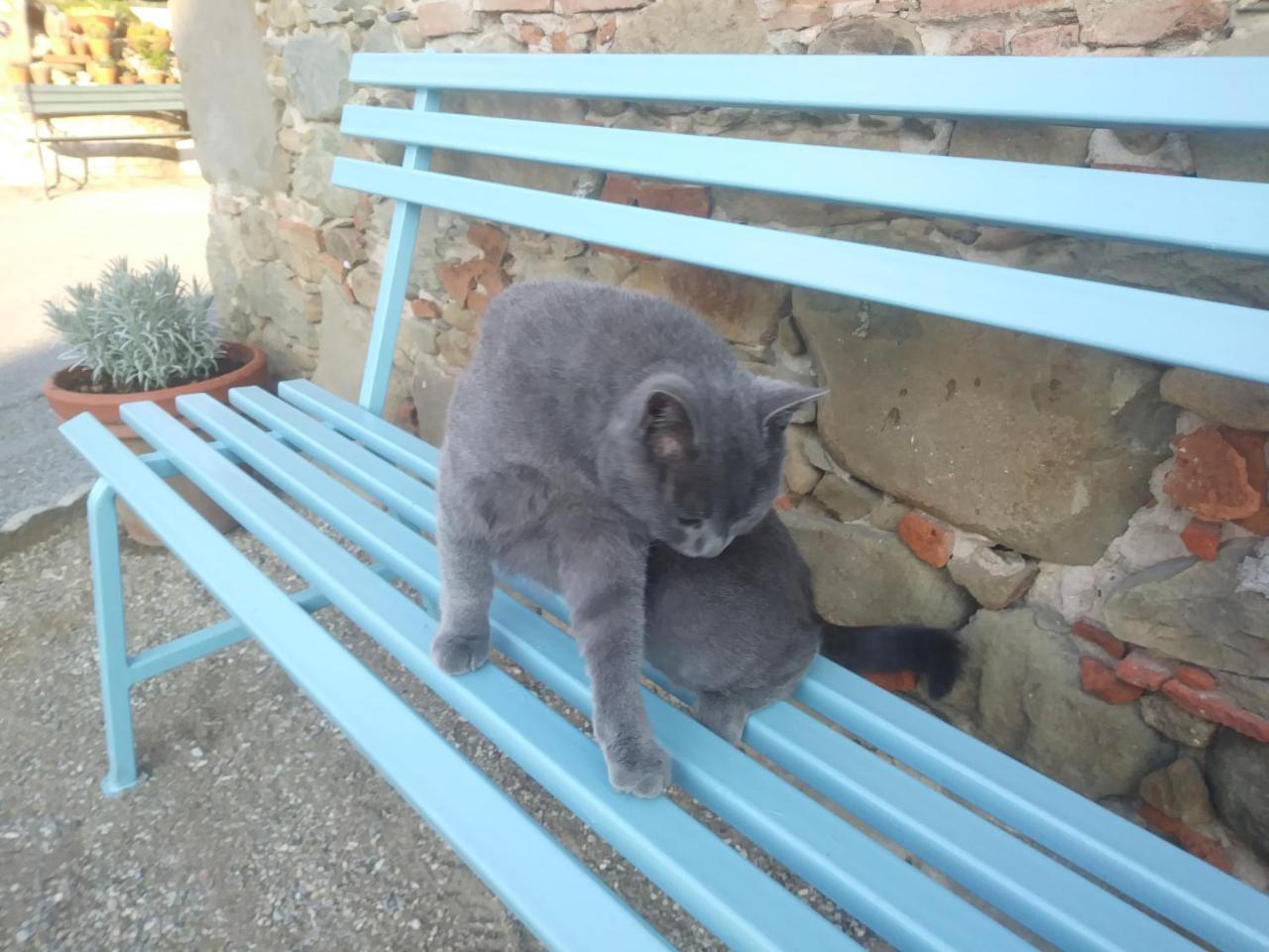 Ai Bastiani Villa Capannori Luaran gambar